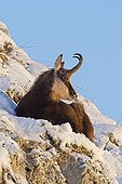 Chamois lying in the snow Jura Vaud Switzerland
