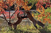 Two adult red fox fighting near a river Minnesota USA