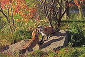 Two adult red fox fighting on a rock Minnesota USA