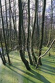 European alders in a pound invaded by duckweed