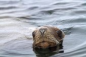 Portrait of a Steller Sea Lion Yasha island Alaska