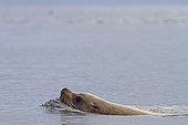 Otarie de Steller nageant dans l'océan Ile de Yasha Alaska