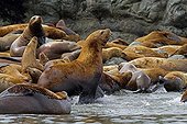 Steller Sea Lions in Yasha island Alaska ; Yasha Island between Chatham strait and Frederick Sound