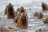 Steller Sea Lions inocean Yasha island Alaska ; Yasha Island between Chatham strait and Frederick Sound