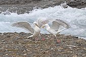 Glaucous-winged Gull fighting near the Mc Neil river Alaska