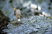 Grey Wagtail throwing a fecal sac in the water stream France