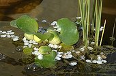 Water hyacinth in a pond and cherry blossoms