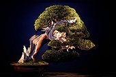Chinese Juniper Bonsai upon exposure France  ; Tree presented at the event "Folies Flora" in an exhibition "The 30 most beautiful Bonsai in Europe"