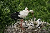 Feeding young Storks aged 3 weeks