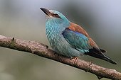 European Roller on a branch in the Hortobagy NP Hungary