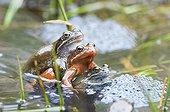 European Frogs mating in lake Jura France 