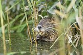 Nutria eating in the lake water Jura France  ; p. 141