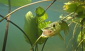 Pike on the lookout in the water lily in a lake Jura France ; p. 152