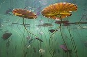 Water lily leaves at the surface of a lake Jura France ; p. 166