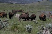 American Bisons in Yellowstone NP USA 
