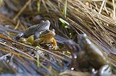 Frogs mating in lake Jura France  ; p. 56