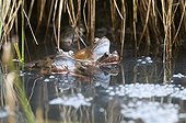 Frogs mating in red lake Jura France ; p. 59