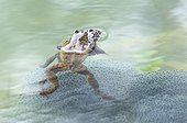 Frogs mating in lake Jura France ; p. 62