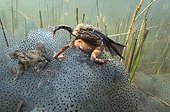 European Frog mating in a lake and eggs Jura France ; p. 70