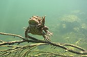 Common toad mating in a lake Jura France ; p. 88
