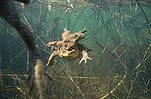 Common toad mating in a lake Jura France ; p. 91