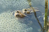 Common toad mating in a lake Jura France ; p. 94