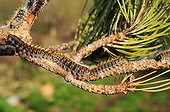 Processionaries pine caterpillars on a branch France