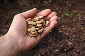Hand holding beans before ensemensement in a garden