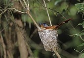 Madagascar Paradise-flycatcher female sitting on its eggs
