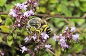 Sand wasp foraging wild thyme in flower France