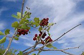 Skunkbush sumac berries White Sands NM USA ; Edible berries.Used by Amerindians to make a tea or a lemonade. Many medicinal uses.