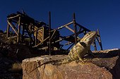 Desert Spiny Lizard near Eureka mine Death Valley NP