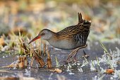 Water Rail looking for food on the ice in winter