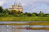 Castle Suscinio and African Sacred Ibis at Sarzeau Morbihan