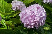 Hydrangea 'Diadem' in bloom in a garden