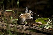 Lodgepole Chipmunk on ground Sequoia and Kings canyon NP USA