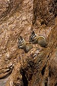 Lodgepole Chipmunks on trunk Sequoia and Kings canyon NP USA