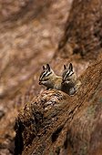 Lodgepole Chipmunks on trunk Sequoia and Kings canyon NP USA