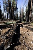 Sugar pine forest after fire Sequoia and Kings Canyon NP