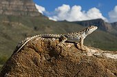 Long-nosed Leopard Lizard on rock New Mexico USA