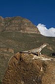Long-nosed Leopard Lizard on rock New Mexico USA