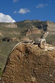 Long-nosed Leopard Lizard on rock New Mexico USA