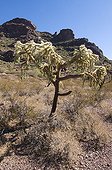 Cactus Cholla MN Organ Pipe Cactus Arizona USA