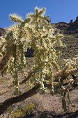 Cactus Cholla MN Organ Pipe Cactus Arizona USA