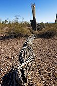 Saguaro mort MN Organ Pipe Cactus Arizona USA