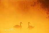 Silhouette of Mute Swans at dawn UK