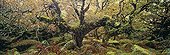 Ancient Sessile Oaks in Wistmans Wood Dartmoor UK