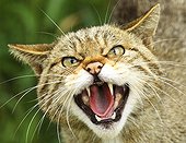 Portrait of Scottish Wildcat snarling
