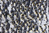 King Penguins huddled together during storm South Georgia