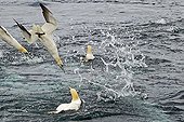 Gannets diving for mackerel off Shetland UK